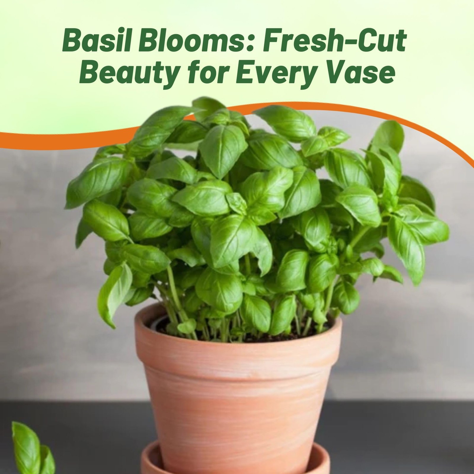 1 LB Basil Seed – Large Leaf Sweet Basil Herb Seeds