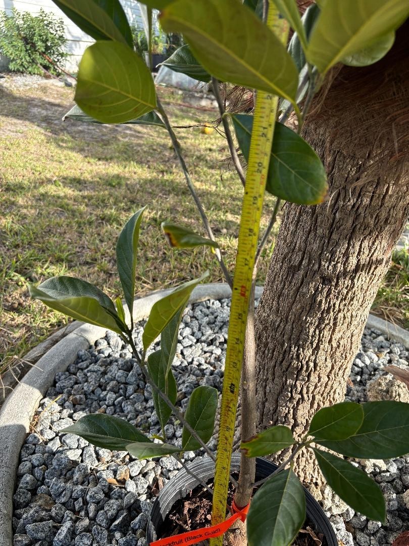 1 YEAR OLD GRAFTED BLACK GOLD JACKFRUIT TREE (A. HETEROPHYLLUS)