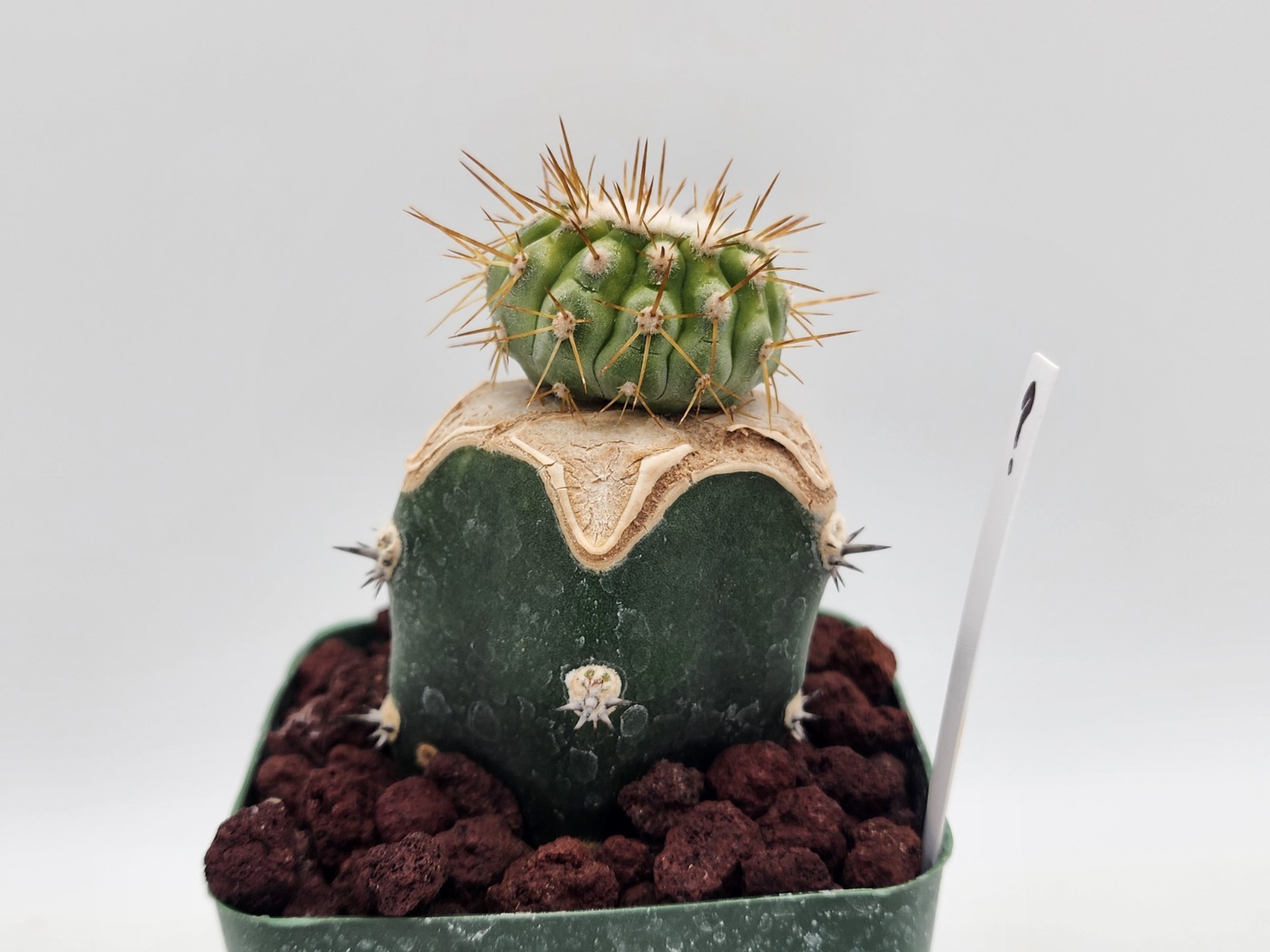 Copiapoa – Unknown Sp. – Grafted
