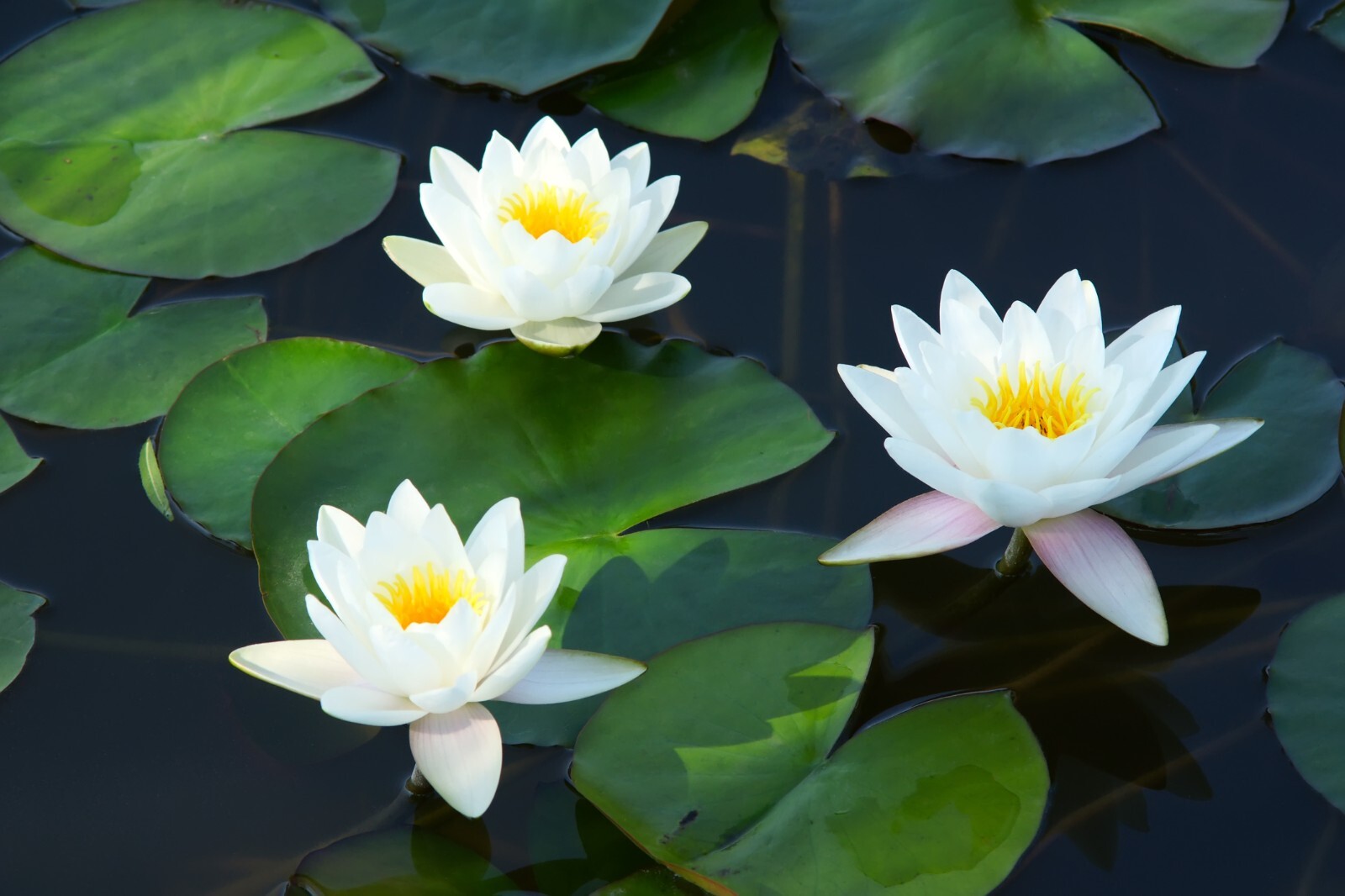 RED Live Hardy Water Lily Tubers Aquatic Pond Plants Lilies