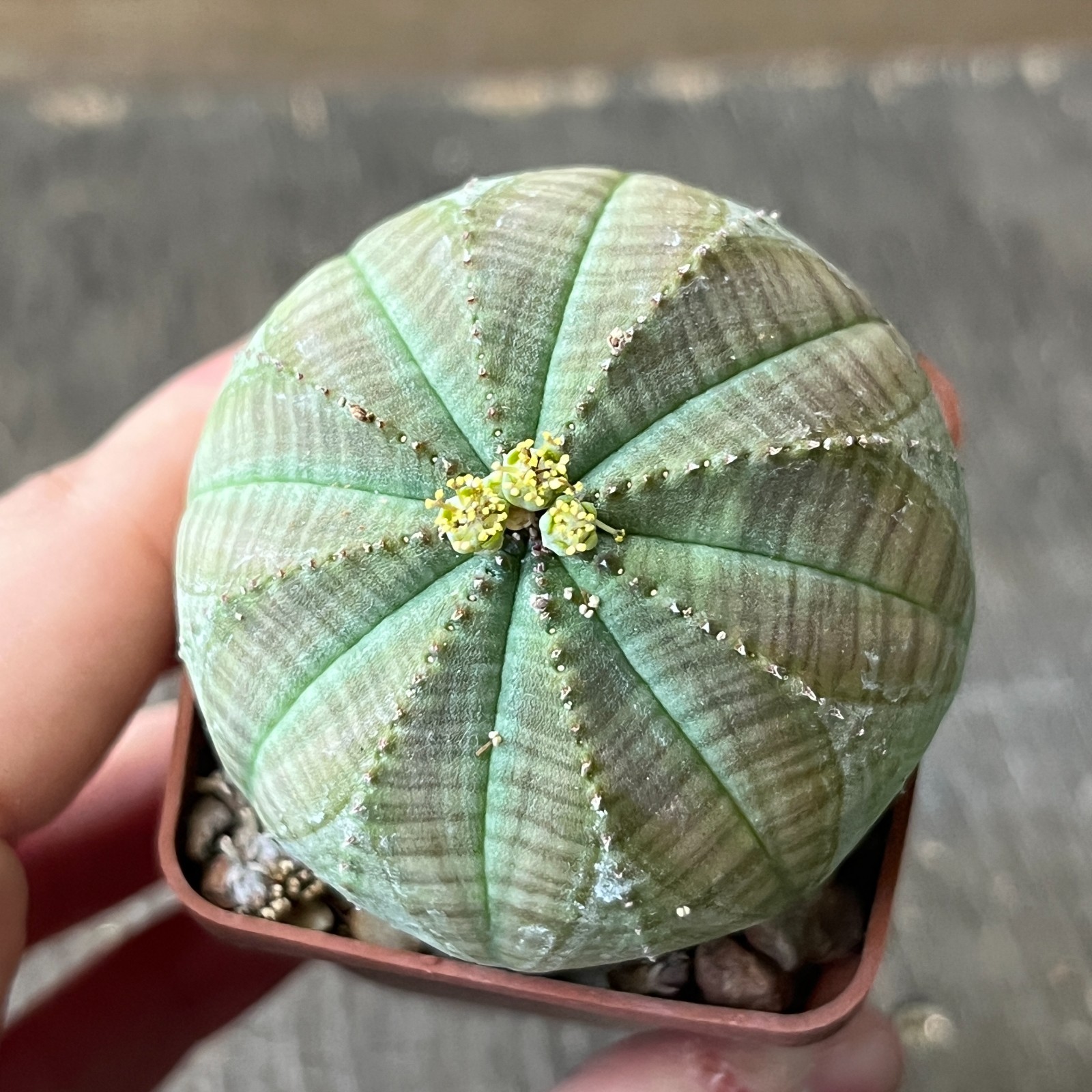 A42-2064 Euphorbia obesa pair M+F, own root