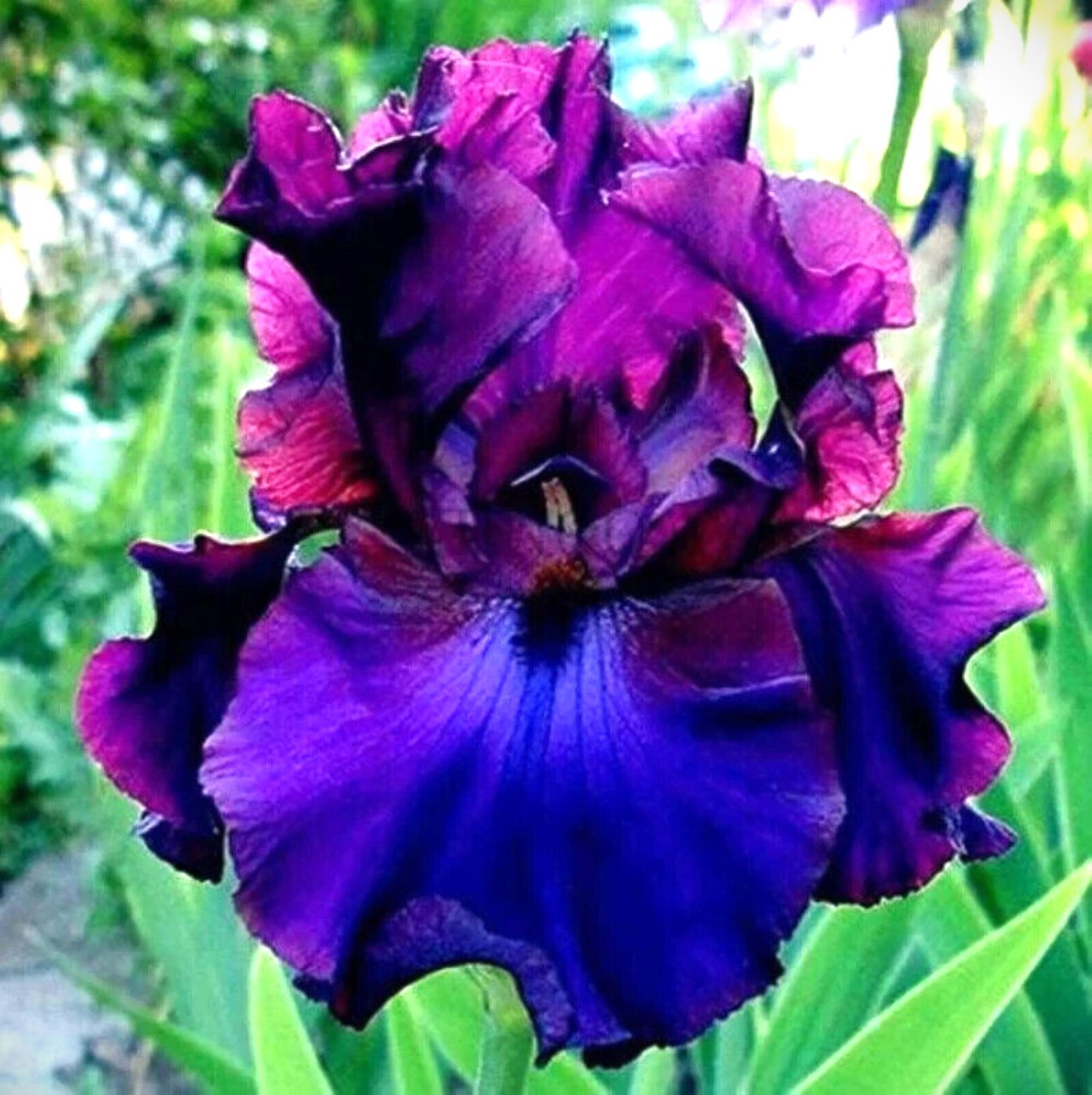 50 Heirloom Iris Seeds Fragrant Flower Plant (much less money than bulbs)