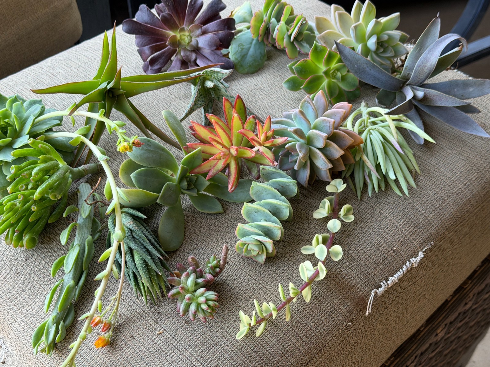 20 Assorted Succulent Cuttings- Large, Healthy Cuttings