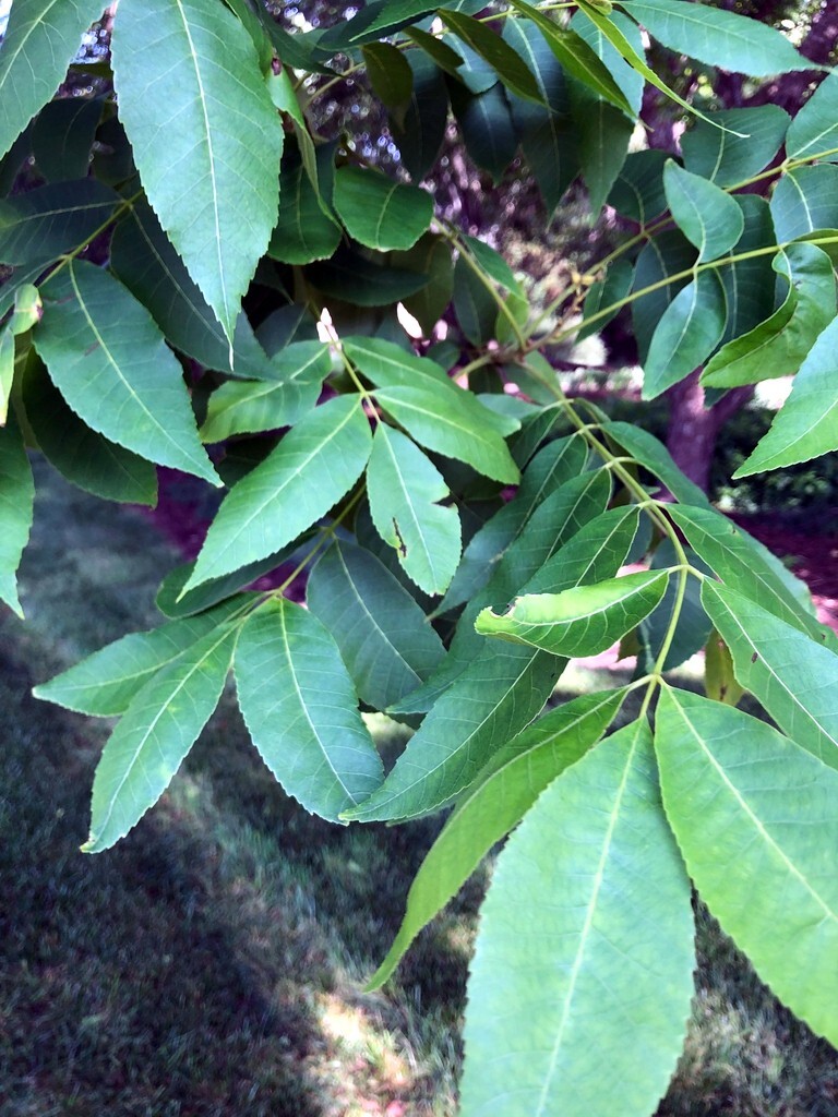 Northern Sweet Pecan Tree Seeds/Nuts (Carya illinoinensis) Hardy-Zone 5 Edible