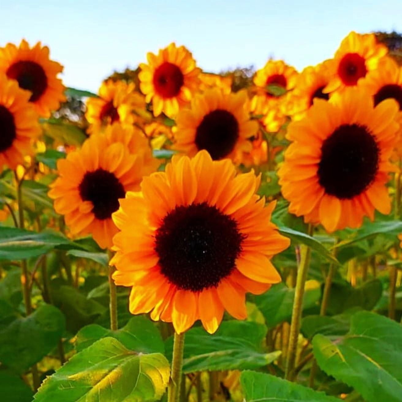 ProCut Orange Sunflower 10 Seeds Free Shipping!