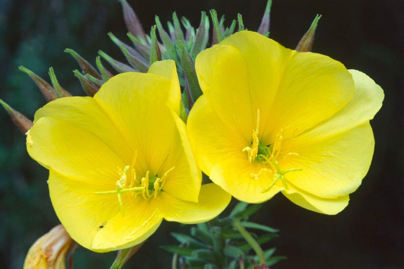 Common Evening Primrose Seeds, Beautiful Yellow Flowers, Fragrant, FREE SHIP