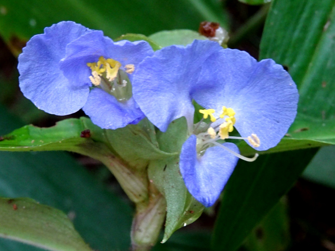 Commelina virginica Virginia dayflower Native perennial wildflower 20 seeds 2025