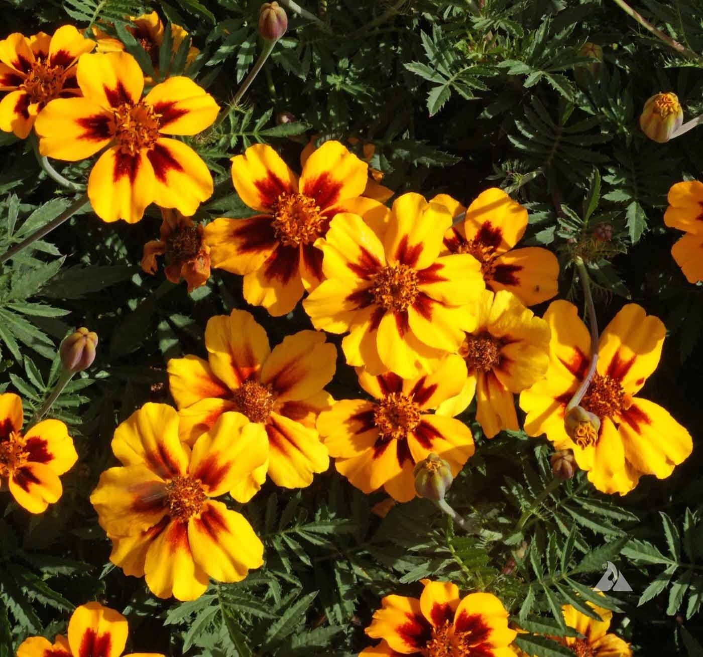 French Marigold Naughty Marrietta Seeds, Dwarf Compact, FREE SHIPPING