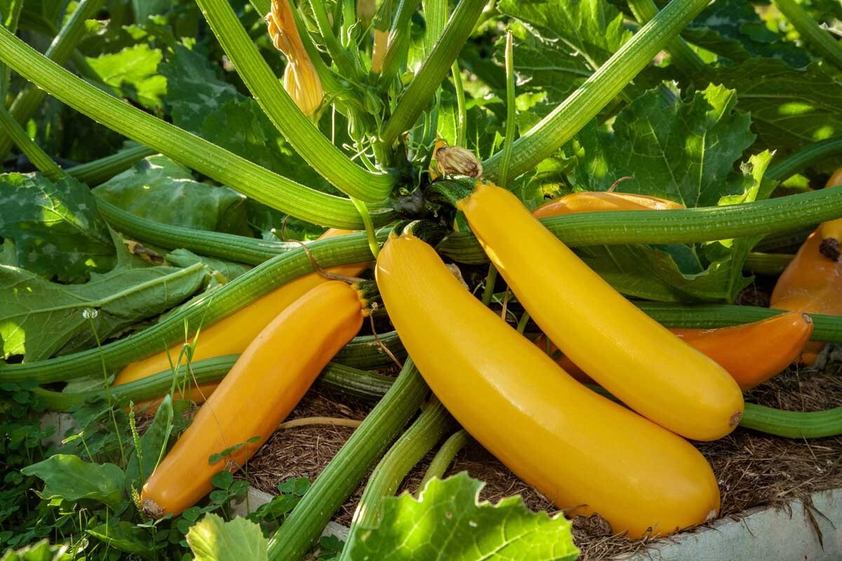 Golden Zucchini Summer Squash Seeds, Goldmine Zucchini, NON-GMO, FREE SHIPPING