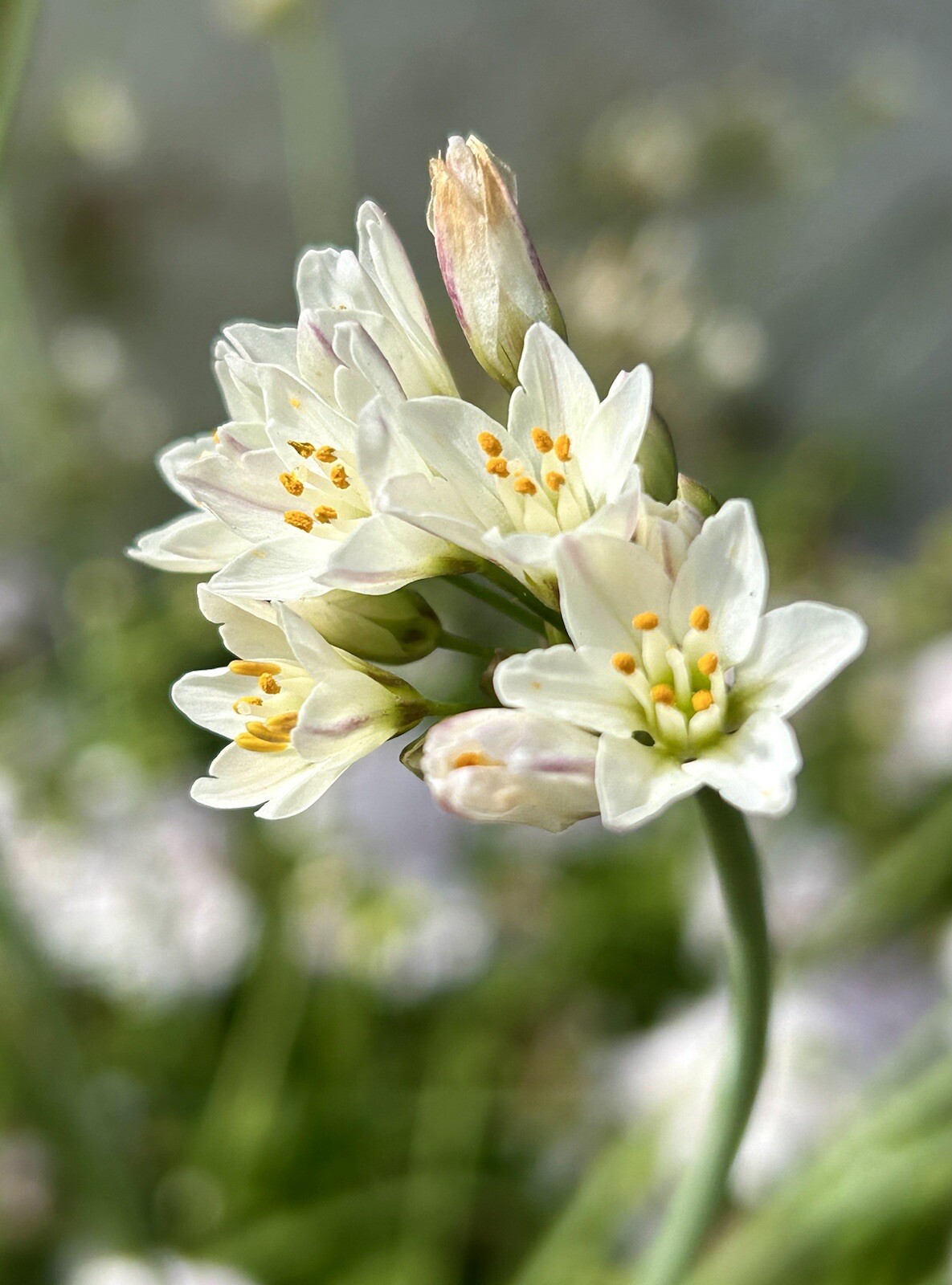 Slender False Garlic, Fragrant Garlic, Nothoscordum Gracile – 50 Seeds 2023 – US