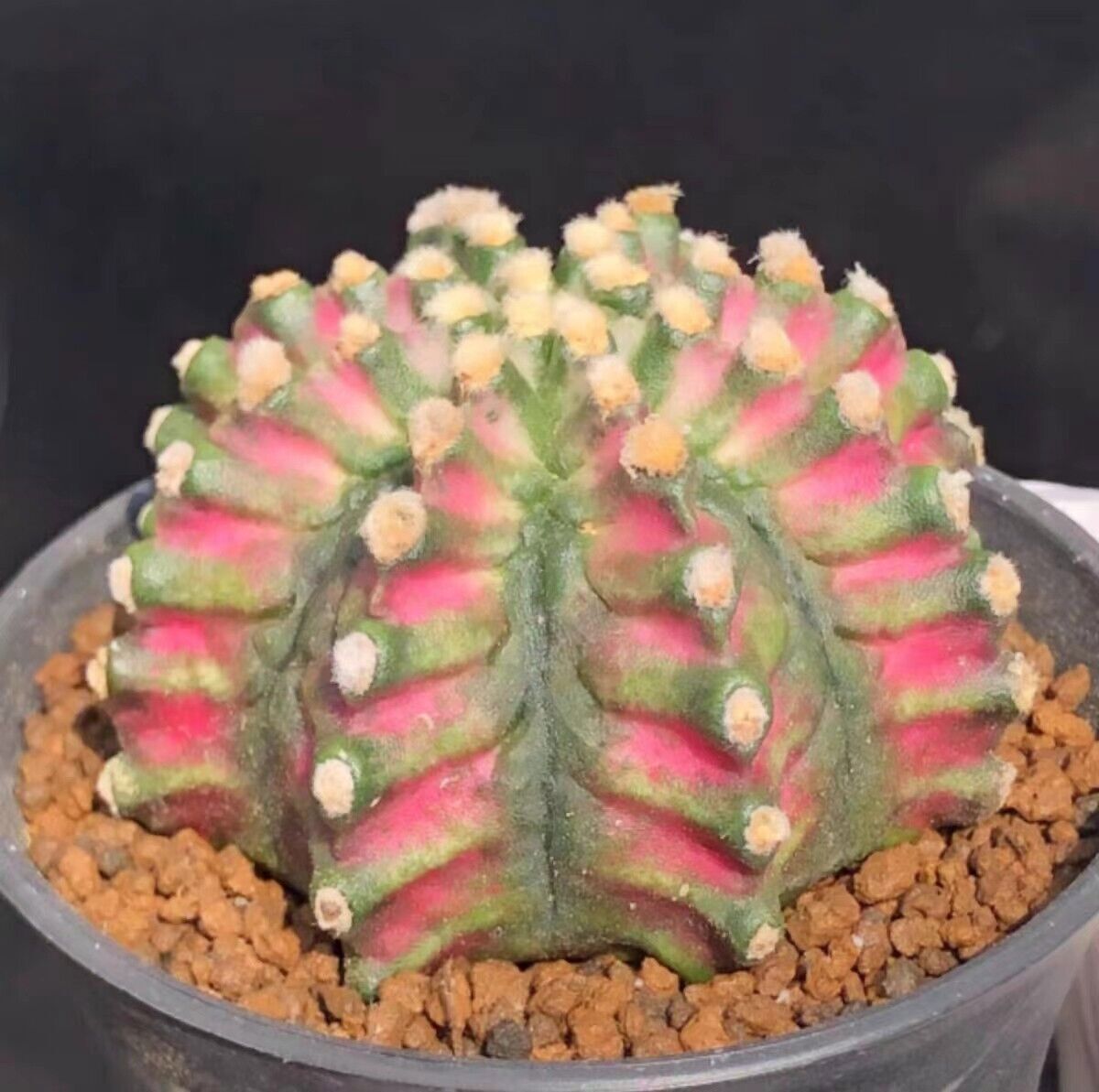 3PCS 3-5cm RareSucculent Plant Parodia crassigibba pink selfroot Boutique