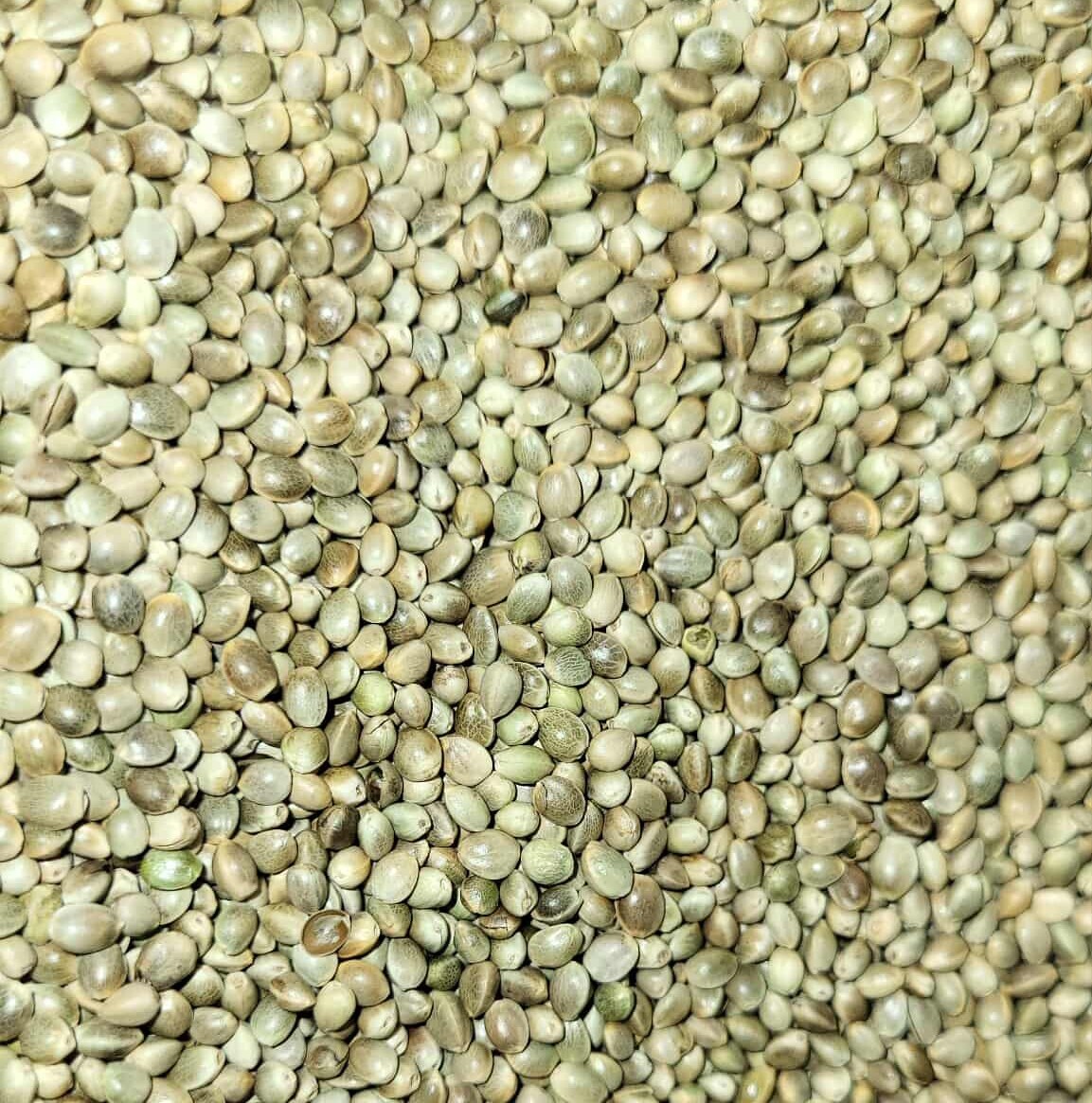 Premium Kosher Hemp Seed Nuts – 100% Food Grade & Nutrient-Rich!
