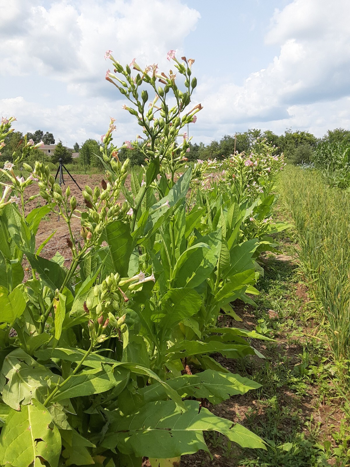 1000 “Great Lakes Gold” Tobacco Seeds FROM MICHIGAN! Organic, Heirloom, non-GMO