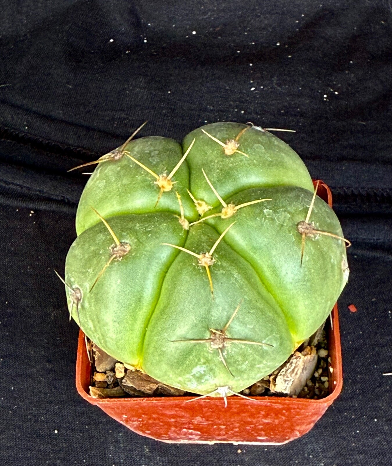 Gymnocalycium horstii, cactus plant