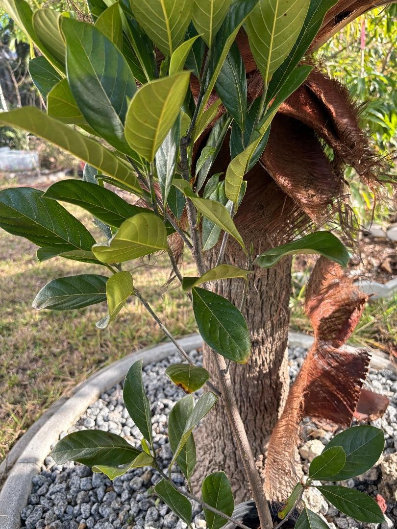 1 YEAR OLD GRAFTED BLACK GOLD JACKFRUIT TREE (A. HETEROPHYLLUS)