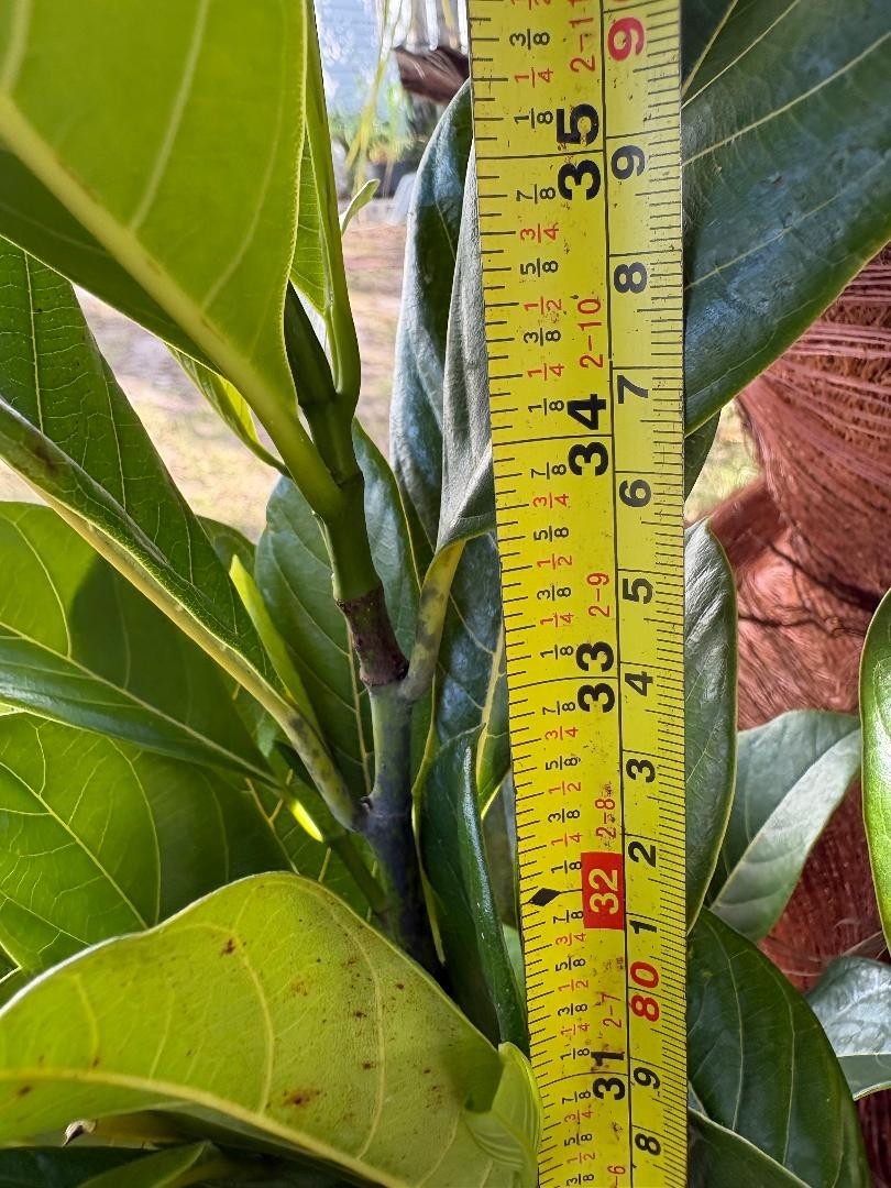 1 YEAR OLD GRAFTED BLACK GOLD JACKFRUIT TREE (A. HETEROPHYLLUS)