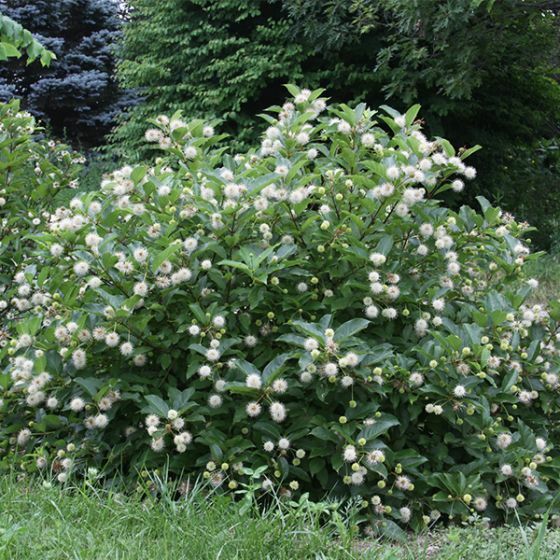 Buttonbush (Cephalanthus occidentalis)—200 seeds ($3.00)