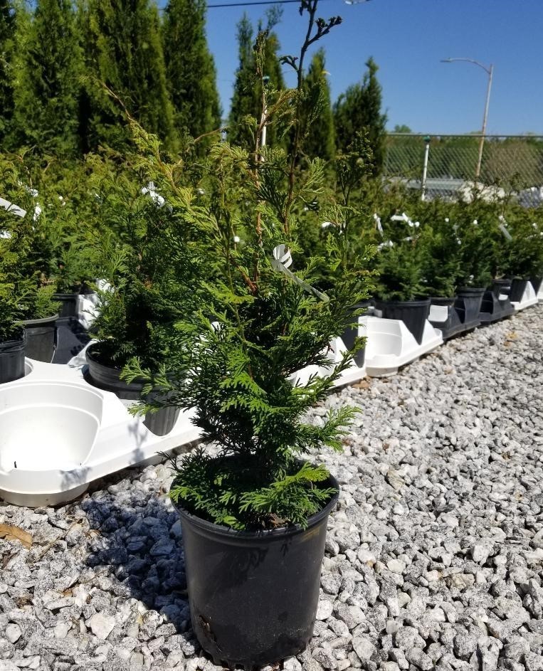 Slender Hinoki False Cypress – Live Plant – ( 2.5 QT )