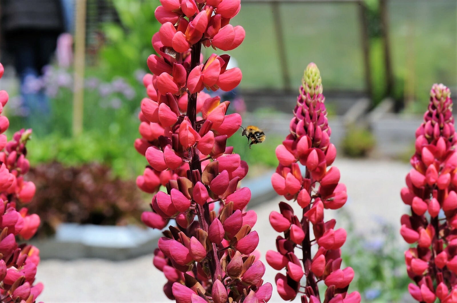 Red Russell Lupine Seeds, My Castle, Red Castle, Variety Sizes, FREE SHIPPING