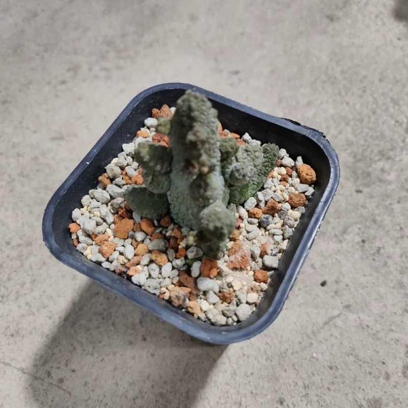 4-5CM Succulent Cactus Plant Pseudolithos Caput-Viperae（Multi-Heads）Apocynaceae.