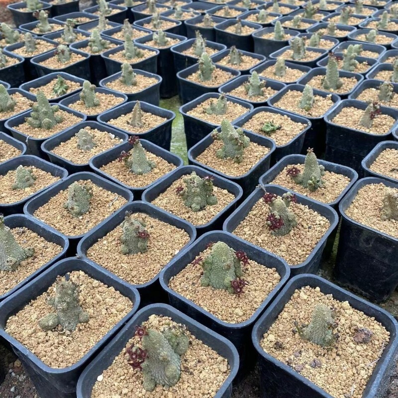 4-5CM Succulent Cactus Plant Pseudolithos Caput-Viperae（Multi-Heads）Apocynaceae.