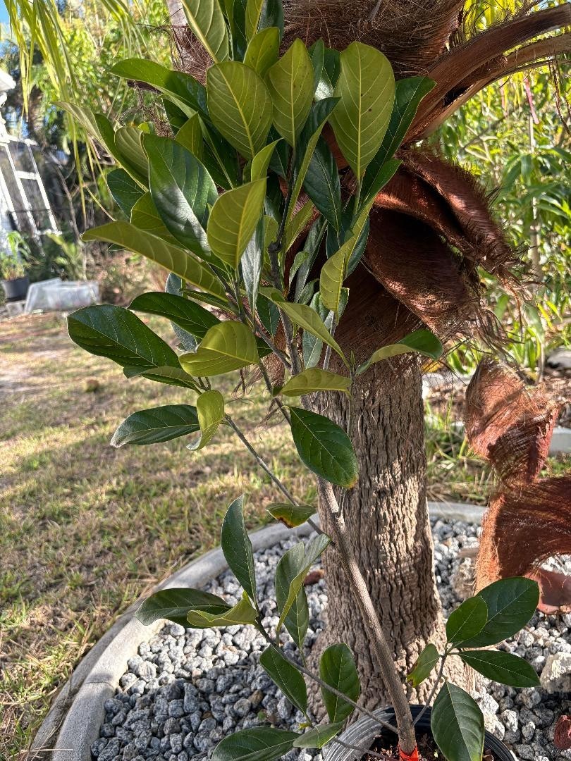 1 YEAR OLD GRAFTED BLACK GOLD JACKFRUIT TREE (A. HETEROPHYLLUS)