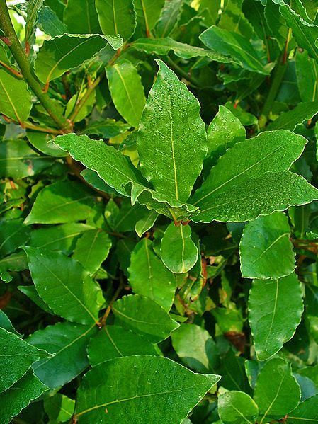 Laurus nobilis – ‘Bay Leaf Tree’ – Bay Laurel or Sweet Bay
