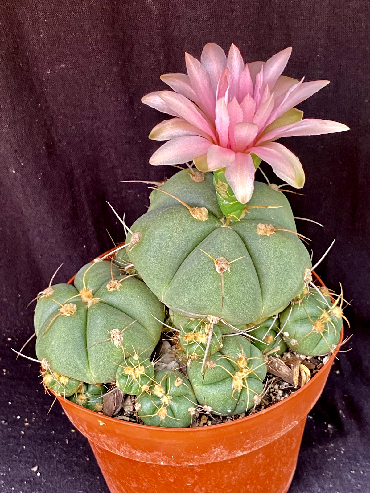 Gymnocalycium horstii, cactus plant