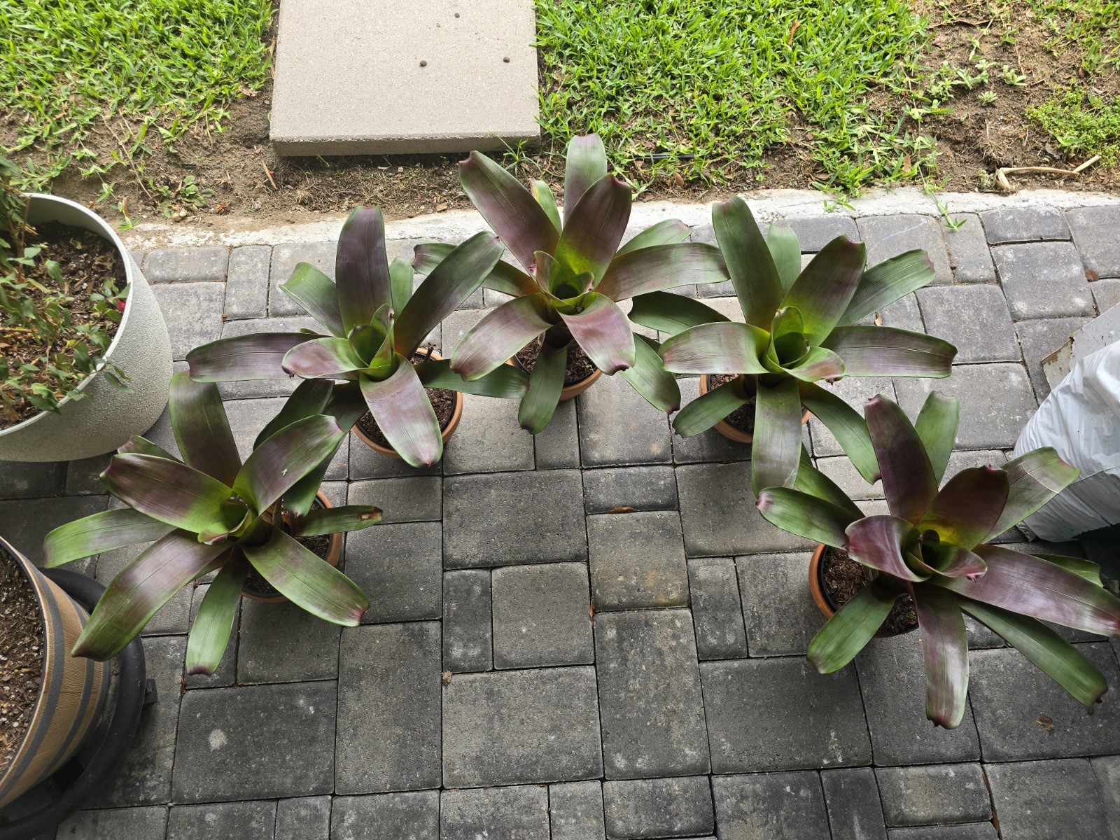 Stunning Alcantarea Imperialis ‘Rubra’ Bromeliad