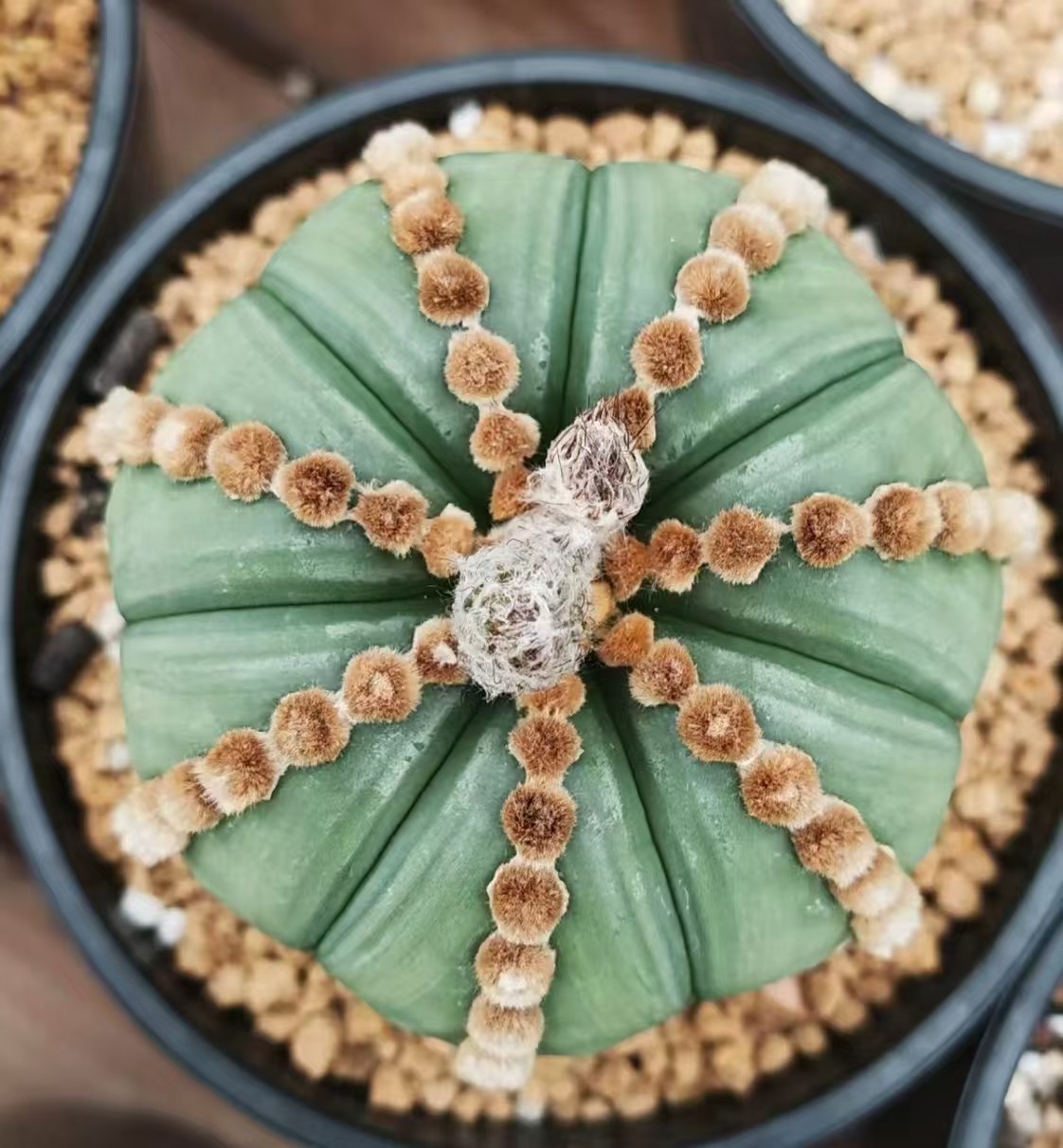 8cm Rare Plant Cacti Astrophytum Asterias ‘Ooibo’ WYSIWYG Own Root Garden Sale