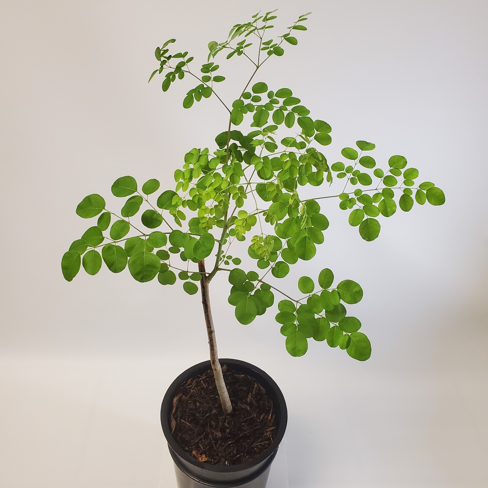 2-3ft Grown Moringa Oleifera Potted Tree 6 Months Old Nutritious Edible Leaves