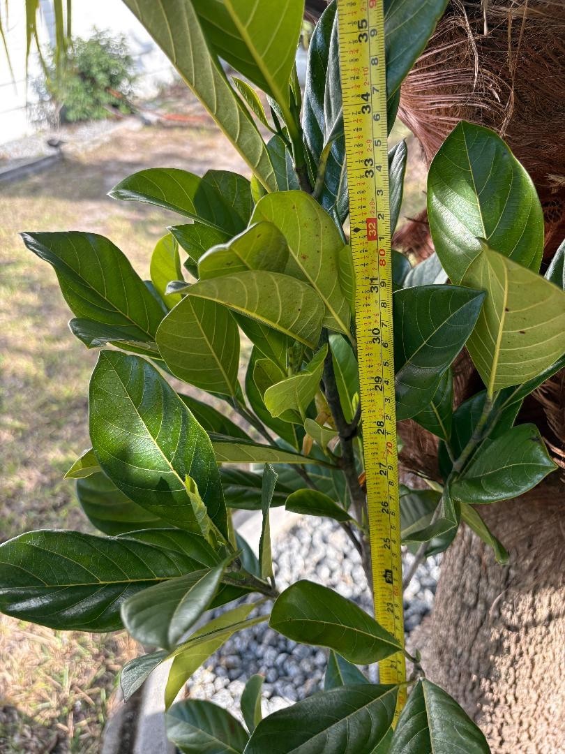 1 YEAR OLD GRAFTED BLACK GOLD JACKFRUIT TREE (A. HETEROPHYLLUS)