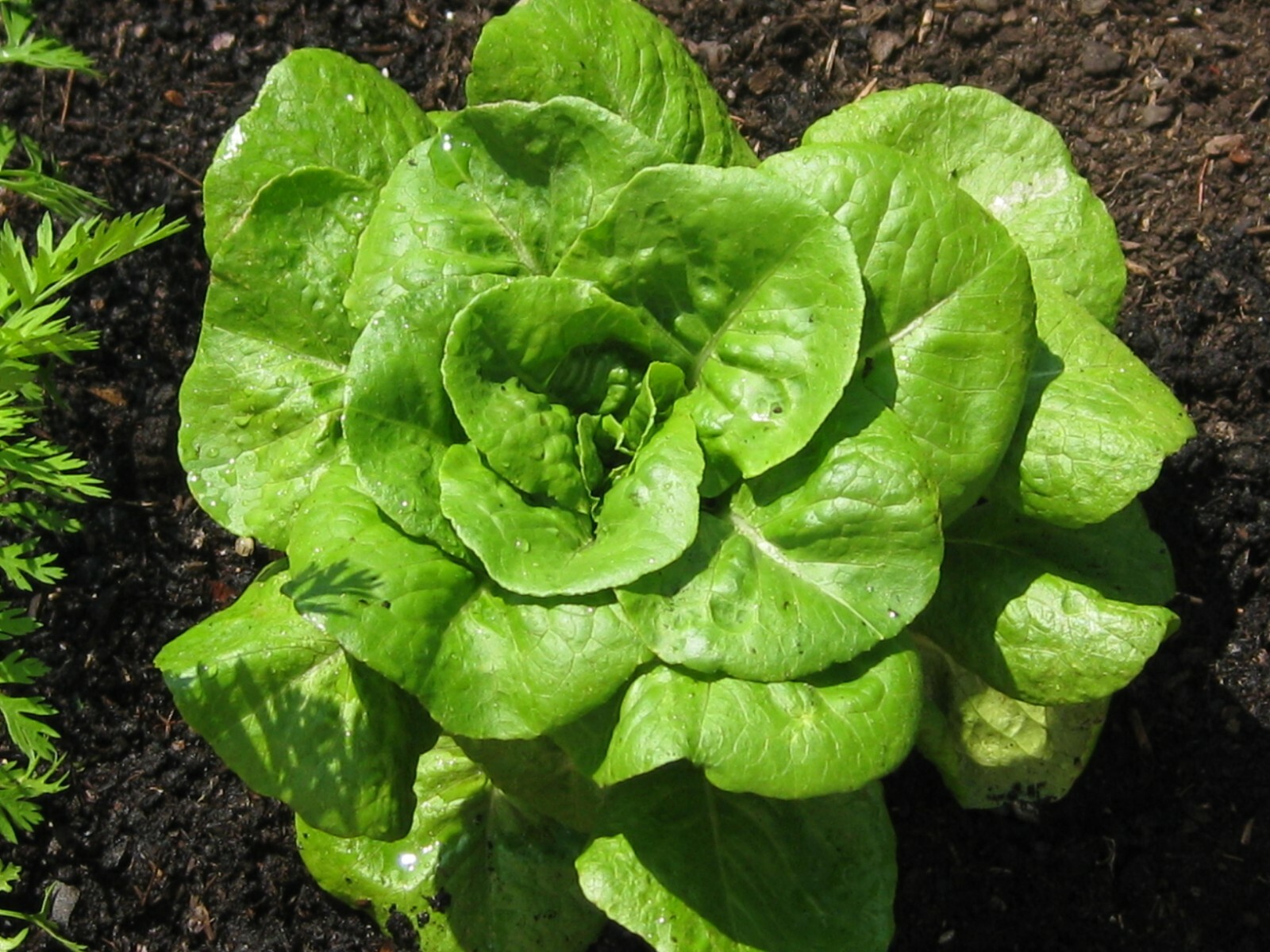 Bibb Lettuce Seeds, Butterhead, Limestone Lettuce, NON-GMO, FREE SHIP