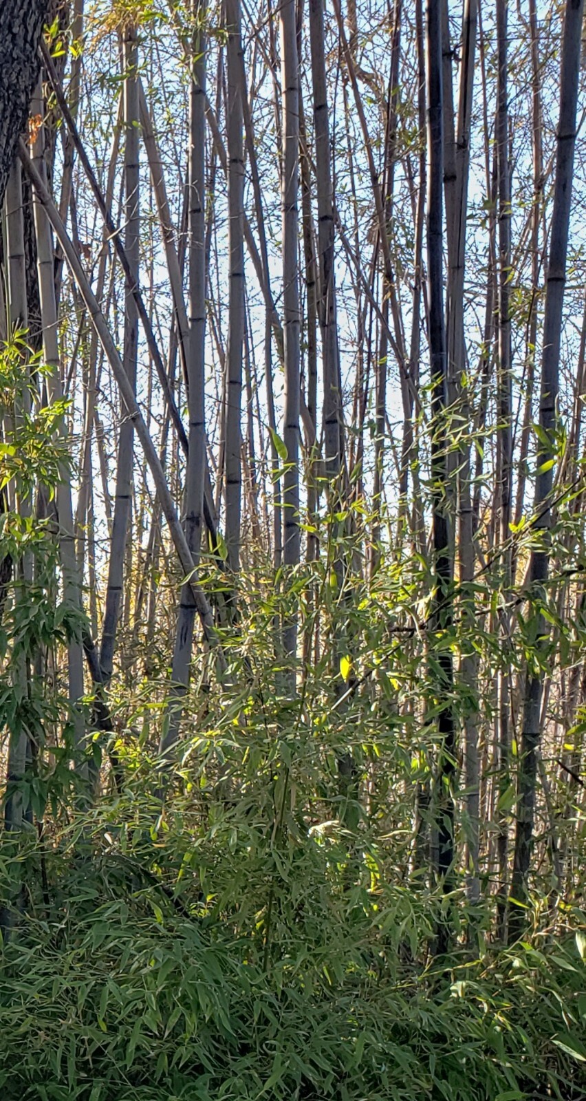 Black Timber Bamboo Nigra Daikokuchiku California Giant Bare Root Plant Rhizome