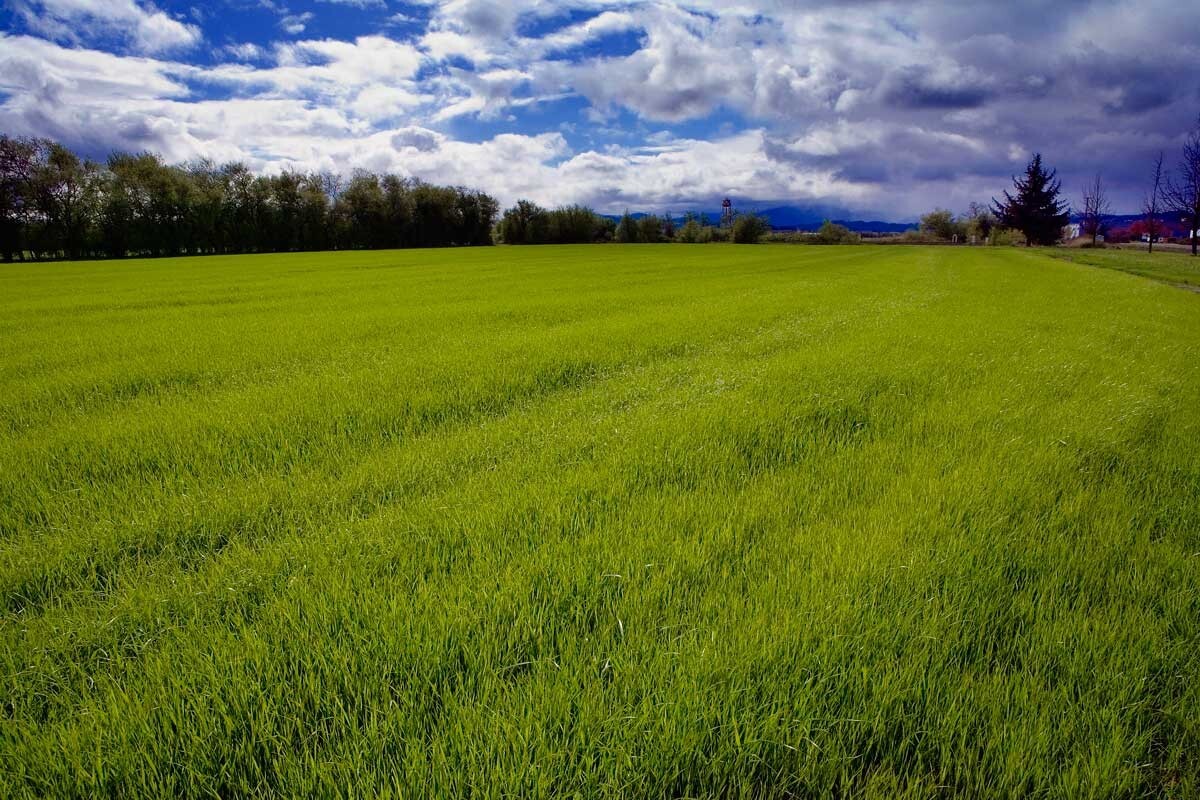 Annual Rye Grass 5.5 lbs Grass Seed Fast Growing Winter Fall Rye Grass FAST SHIP