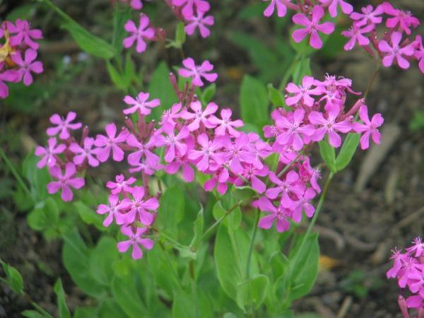 Silene armeria | None-so-Pretty | Sweet William Catchfly | 1000 Seeds