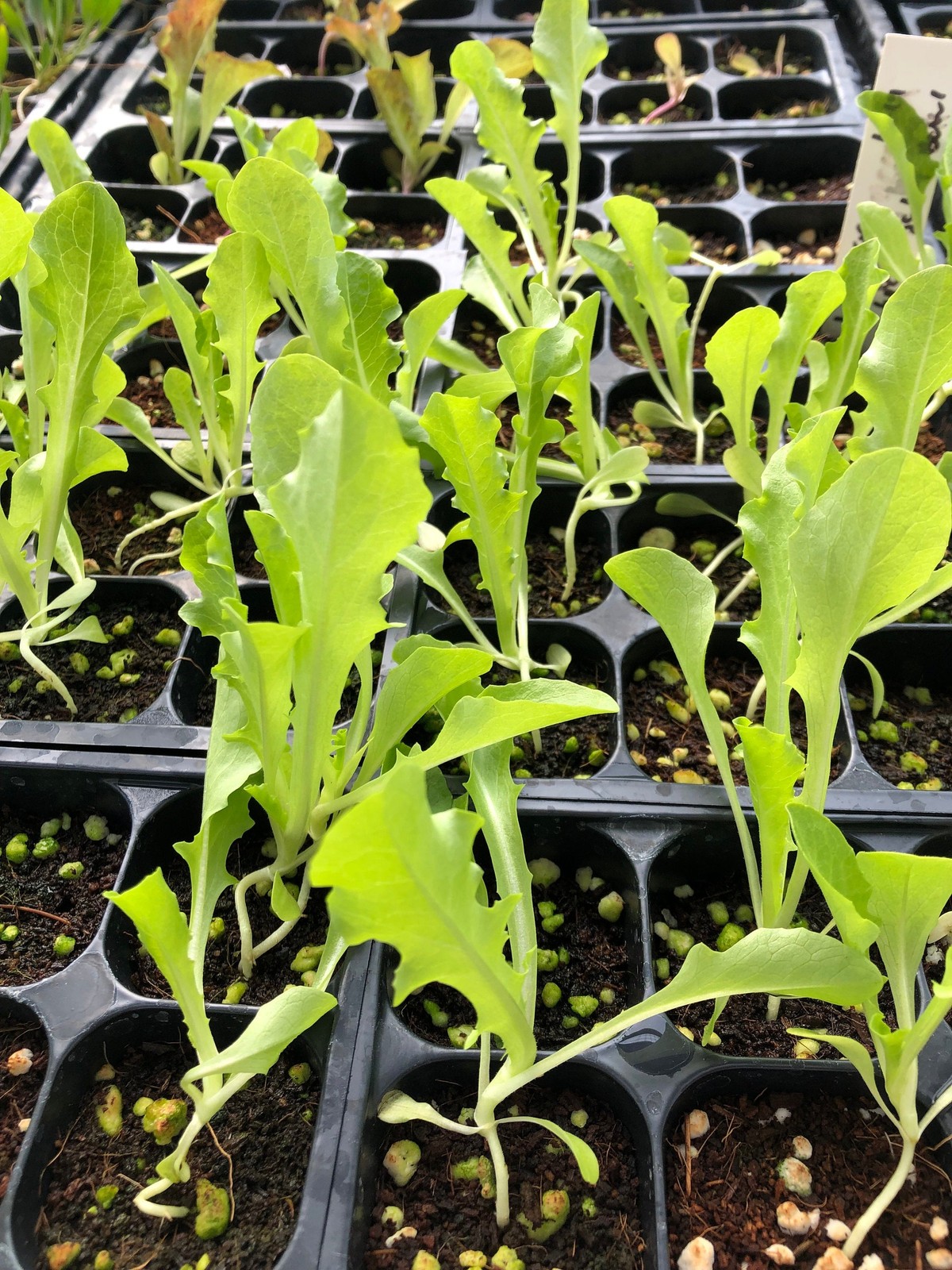 Romaine Lettuce Live Plants – Seedlings/Plugs- 3″- 6″ tall – 30-50 days