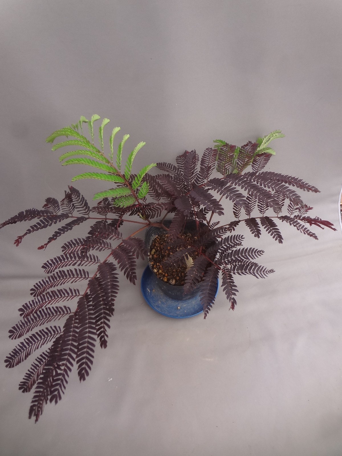 Albizia julibrissin ‘Karasuba’ black leaf [Must read description]