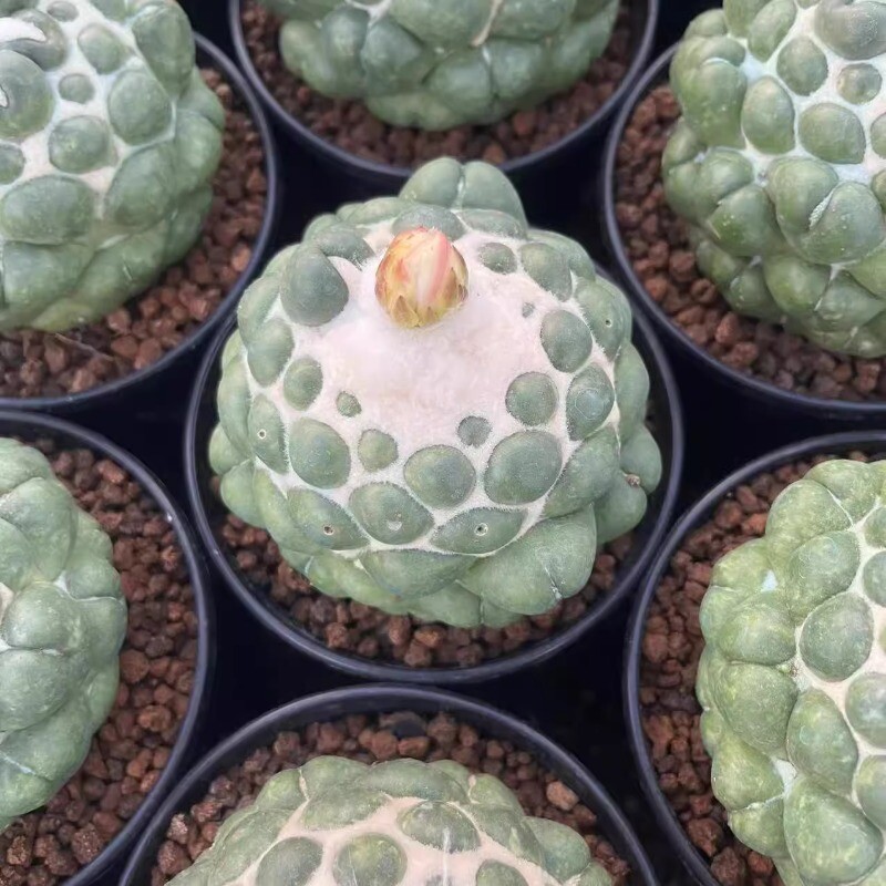 8CM Succulent Cactus Plant Coryphantha Elephantidens Stingless Cactaceae Plant