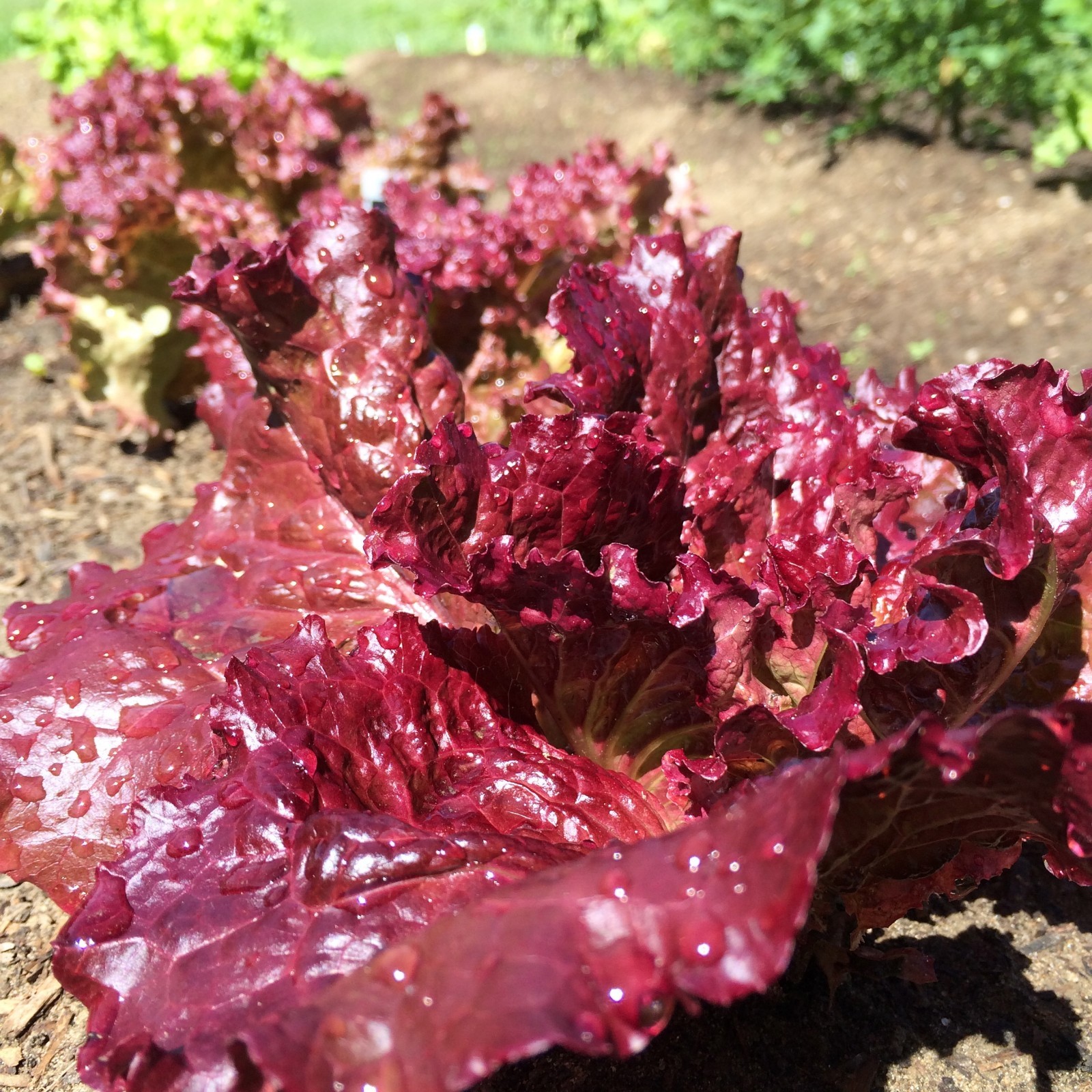 Ruby Leaf Lettuce Seeds, Deep Red, Summer Salad, NON-GMO, FREE SHIPPING