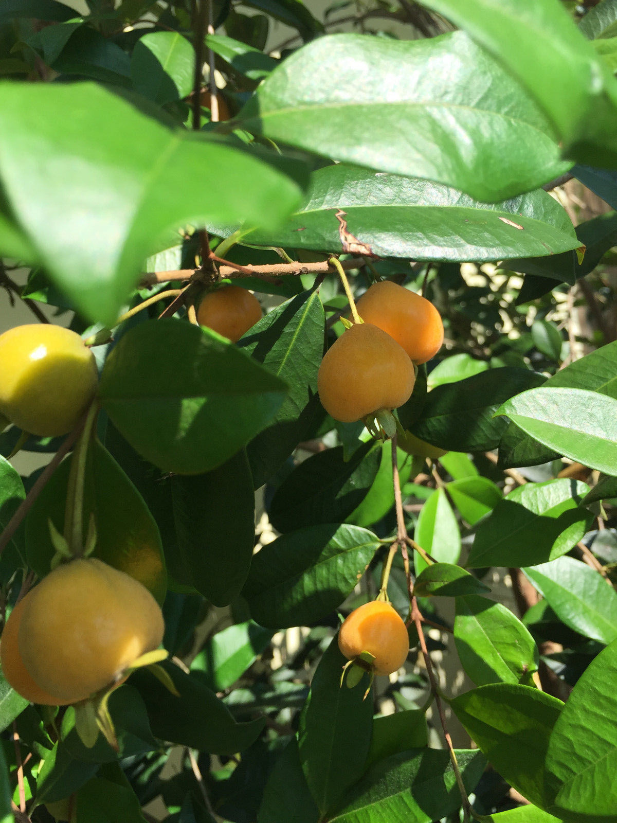 Eugenia Luschnathiana PITOMBA Potted PLANT Fruit Starter Pot Tree 4-6″