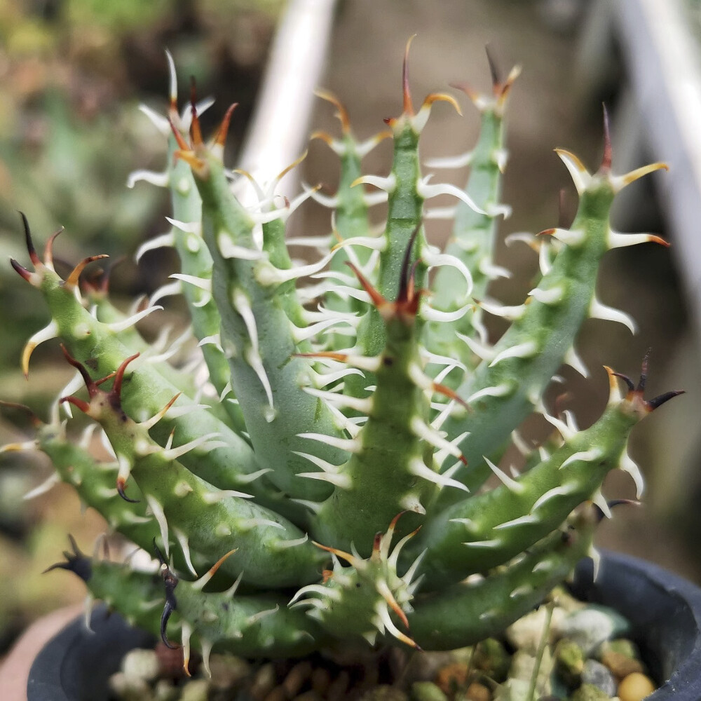5CM Succulent Aloe Plant Aloe Erinacea Liliaceae Home Garden Beautiful Plant