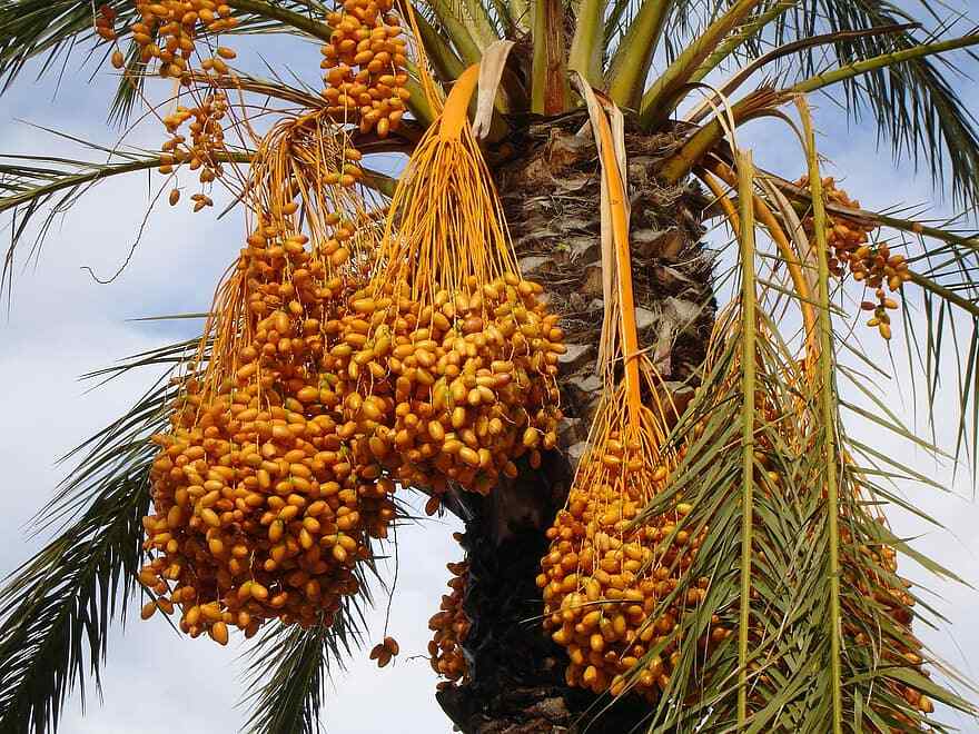 1- Medjool 1+ Year Old Date Palm Seedling Phoenix Dactylifera Plant Sapling