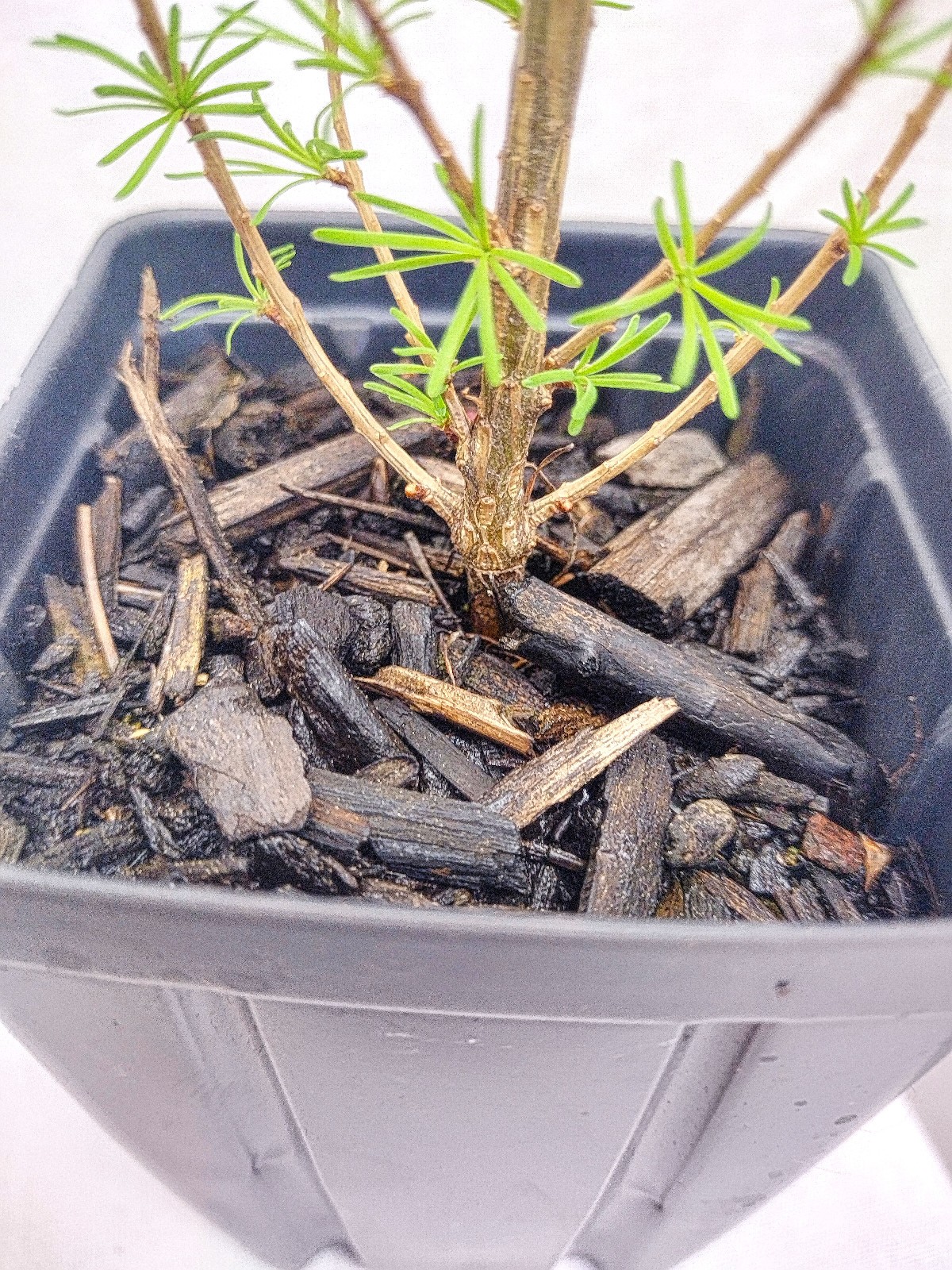 Japanese Larch 1 Year old Potted Tree. Pre Bonsai or Landscape. Larix Kaempferi.