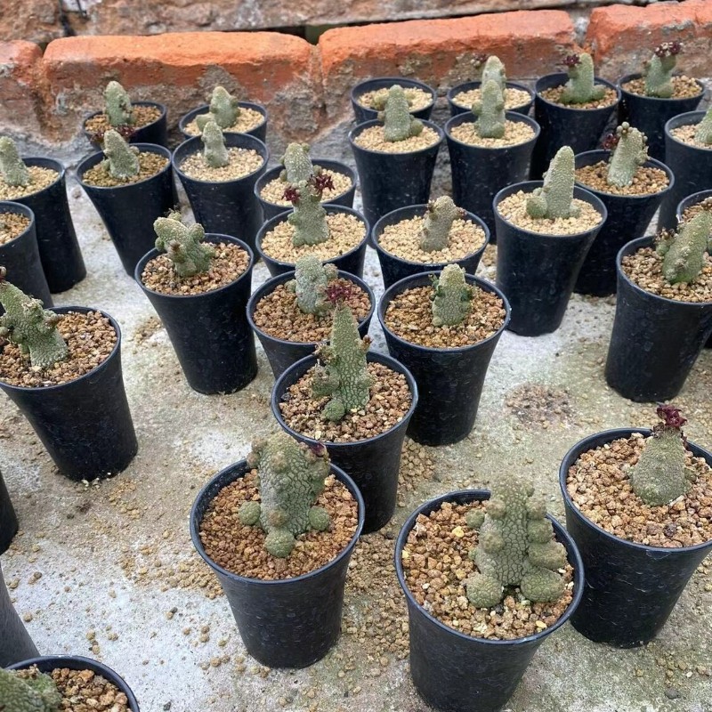 4-5CM Succulent Cactus Plant Pseudolithos Caput-Viperae（Multi-Heads）Apocynaceae.