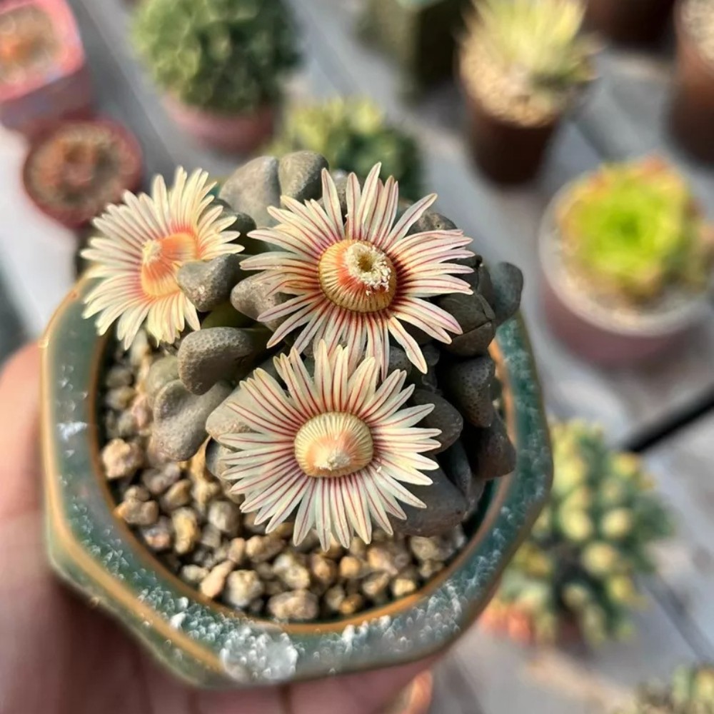 4-5cm Seedgrotfh Seedling Aloinopsis schooneesii Caudex Cactis Garden Plant