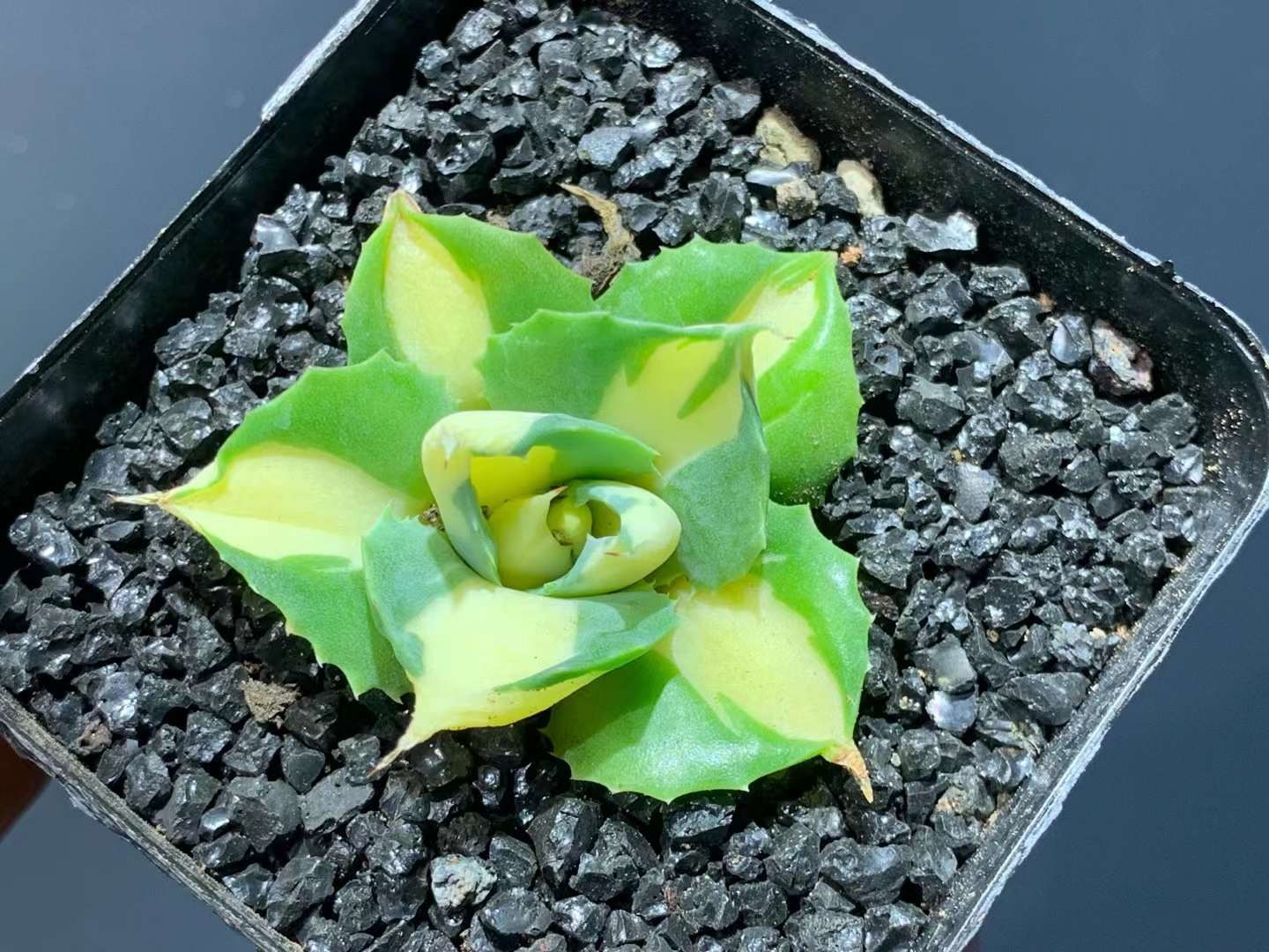 4-5CM Succulent Plant var.Verschaffeltii Compacta Agavaceae Agave Potatorum
