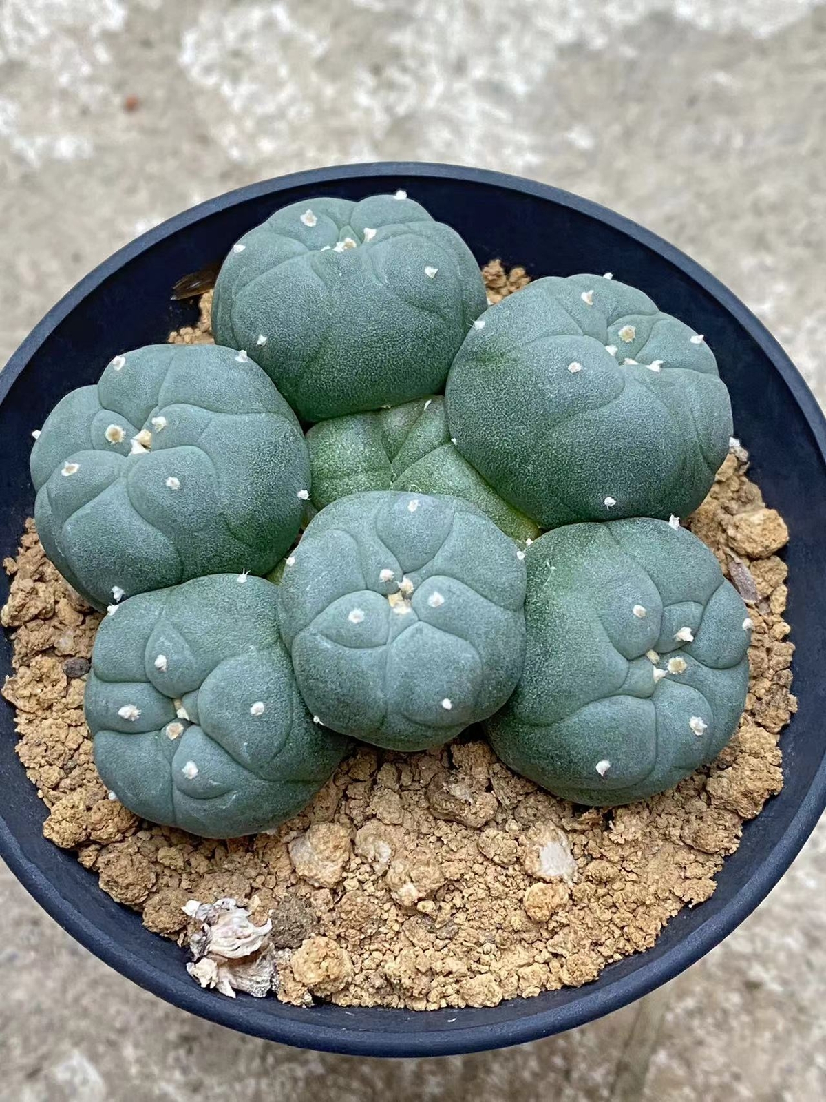 6-8cm cactus Succulent Multiple heads Plant Garden beautiful Plant seedgrowth