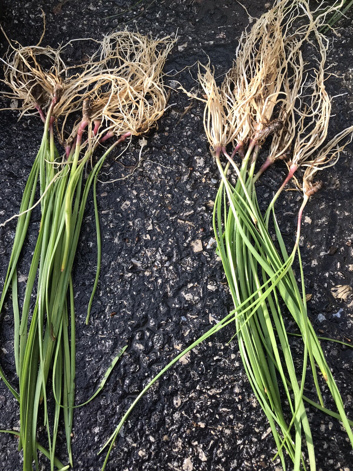 100 Rooted Chinese Chives Plants (Organic Garlic Chives, Over 3 Years Old)韭菜