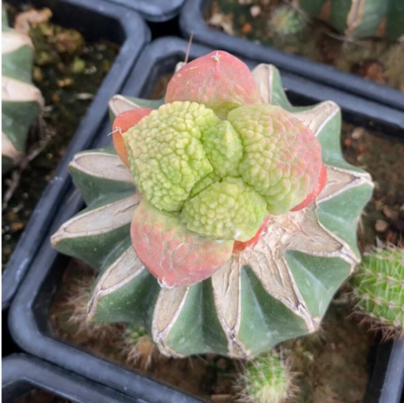 4-5cm Cactus Succulent Plant Ariocarpus retusus Scheidw. Variegated Plant